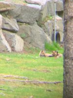 Fox Pups 5-17-21.jpg
