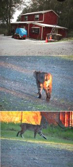 8-119820-BobcatPicts.jpg