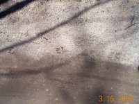 8-119935-Paw_Prints.jpg