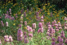 35-49756-NaturesGarden2.JPG