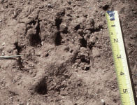 8-120229-Overlay_Wolf.gif