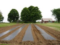 273541-garden, looking towards house.JPG