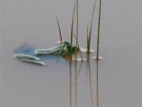 Mystery Frog in the small pond, May 2006 (Small).jpg