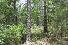 trees1.JPG