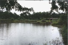 Backyard1-a.jpg
