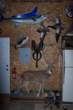 Taxidermy 001.jpg