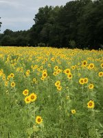 sunflowers July 2020.jpg