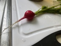 IMG_0384.JPG