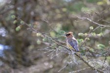 Waxwing 2small.jpg