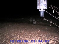 Hog at 934 pm.jpg