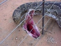 896080-Snake1.JPG