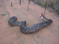 896082-Snake2.JPG
