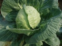 897171-garden061.JPG