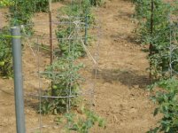 897175-garden062.JPG