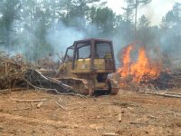 burning trees.jpg
