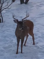 Buck 3.jpg
