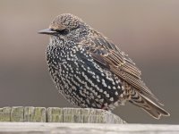 European starling.jpg