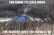 Beaver.jpg