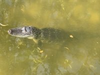 IMG_0594.JPG