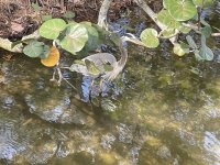 IMG_0591.JPG