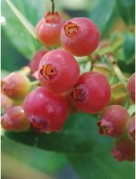 pink blueberries.jpeg