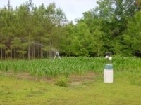 Corn060906post.jpg