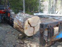 09-03-24, Workin' up big Maple 003.jpg