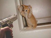906618-CAT.jpg