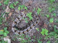rattler (2).JPG