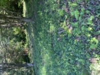 A91699B2-13D4-45B0-AAF4-CD7AB663EC10.jpeg