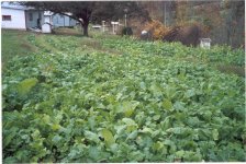 turnip patch 2.jpg