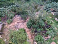back yard.jpg