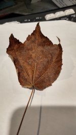 Leaf 1.jpg