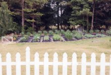 Side yard0162.jpg