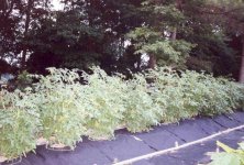 tomatoes0167.jpg