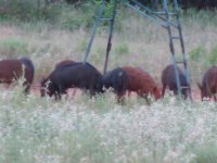 Hogs eating at feeder, Aug 06.jpg
