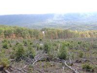 Clearcut-1.jpg