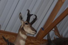 Pronghorn 002 (Small).jpg