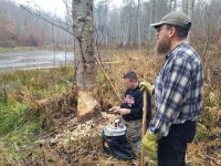 Beaver tree being cut.JPG