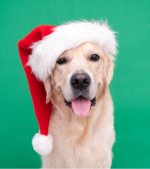 Xmas1 pic.JPG