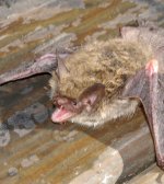 Bat2.jpg