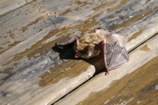 Bat 003.jpg