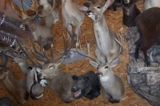 Mule Deer 001 (Small).jpg