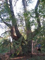 Tree 004 (Small).jpg