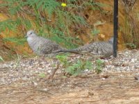 002 Inca Doves, Aug 06 (Small).JPG