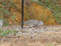 003 Inca Doves, Aug 06 (Small).JPG