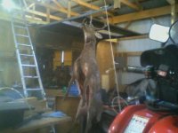brandons deer.jpg