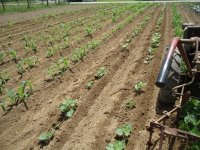 Hilling Corn & Beans 003 (1).jpg