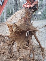 Stump out- Huge tap root.jpg