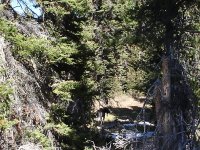 Moose (Medium).JPG